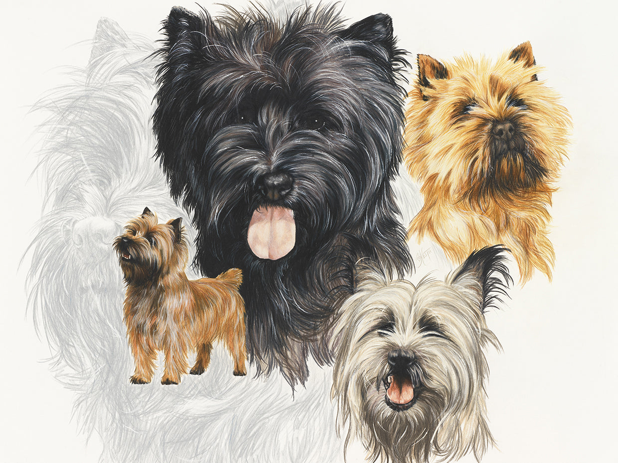 Cairn Terrier