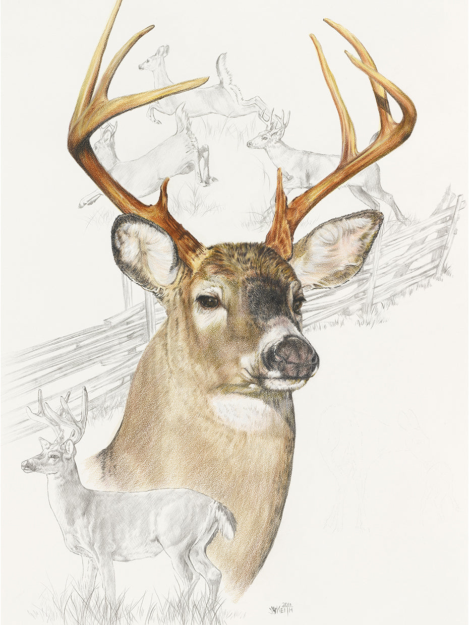 White Tailed Deer