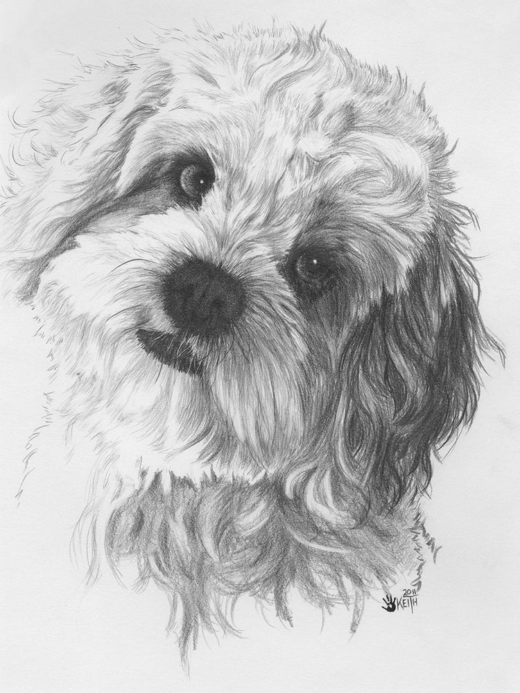Cavachon
