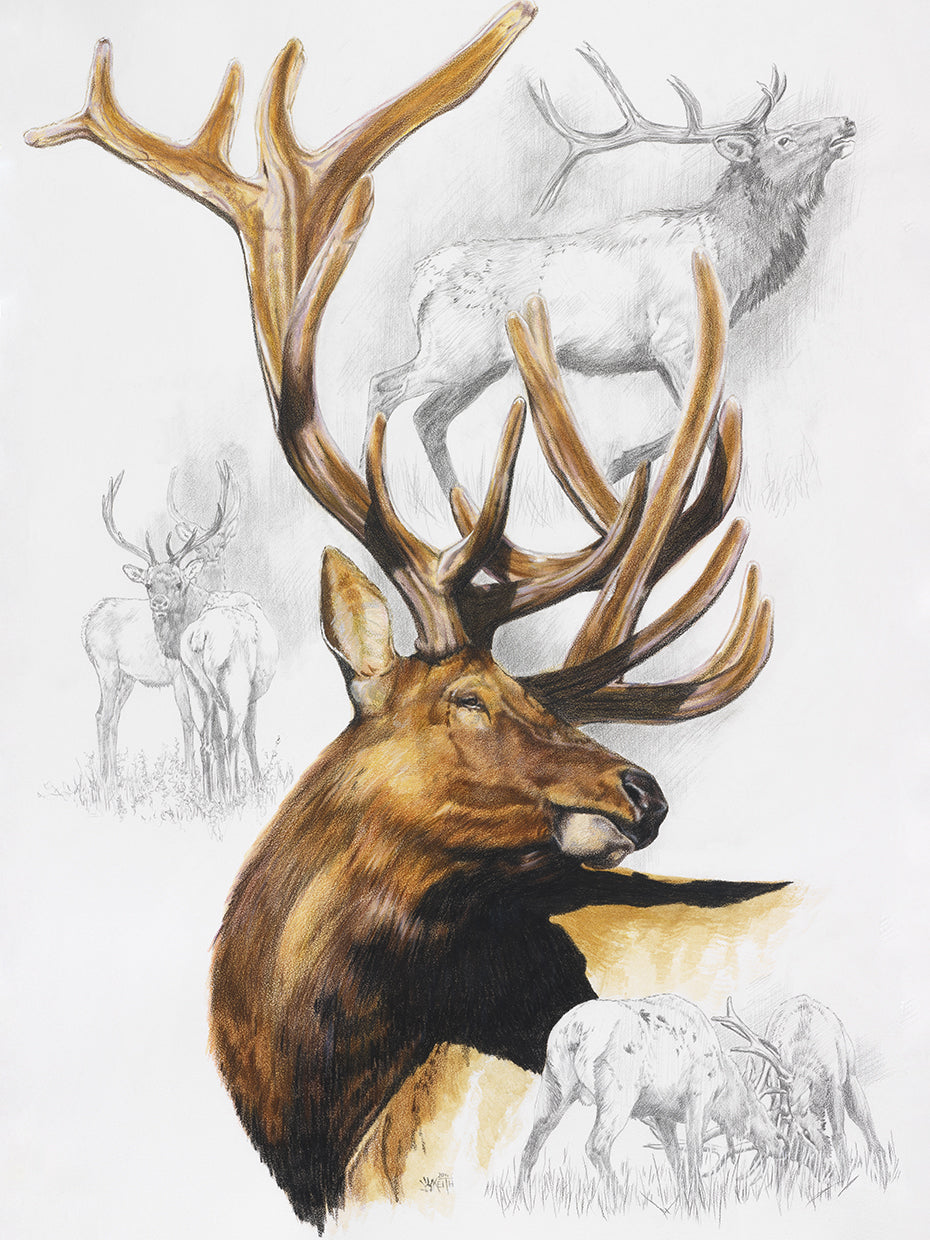 Elk