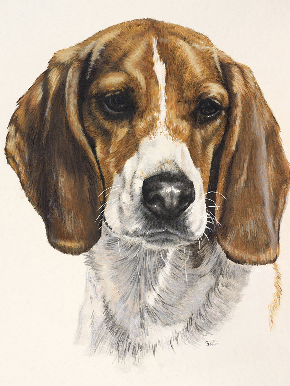 Beagle