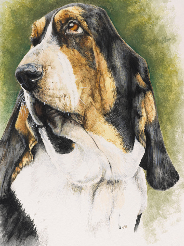 Basset Hound
