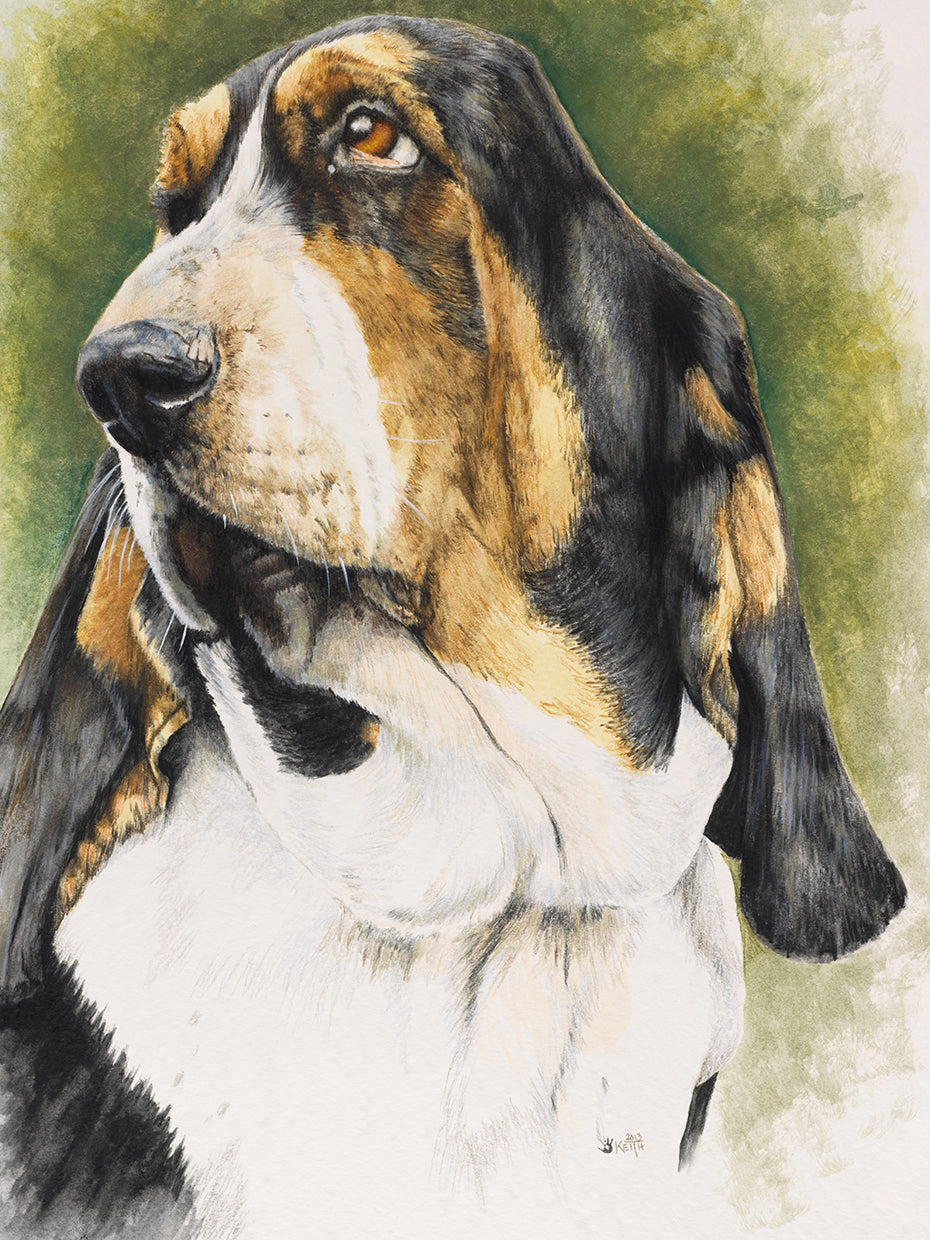 Basset Hound