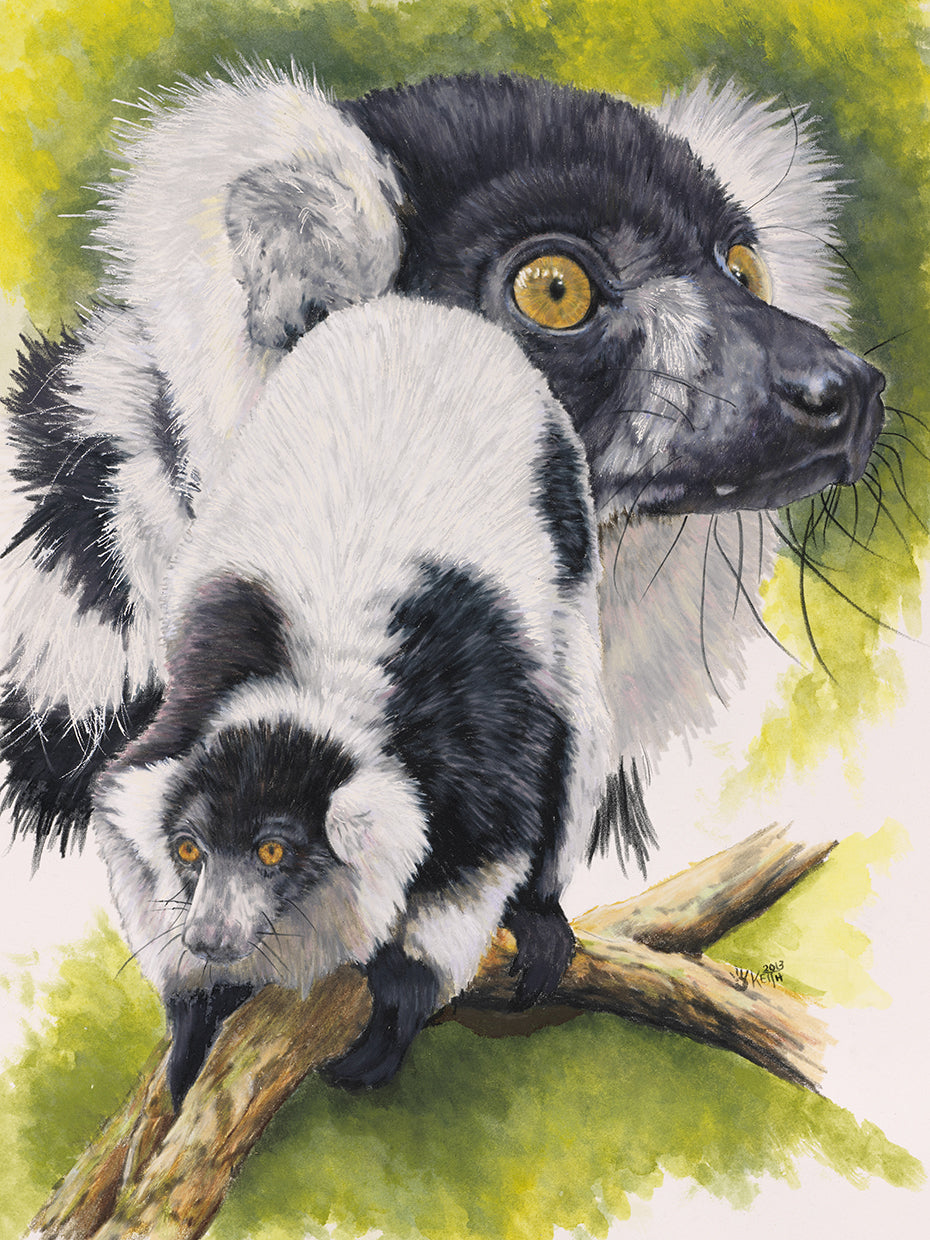 Black & White Lemur