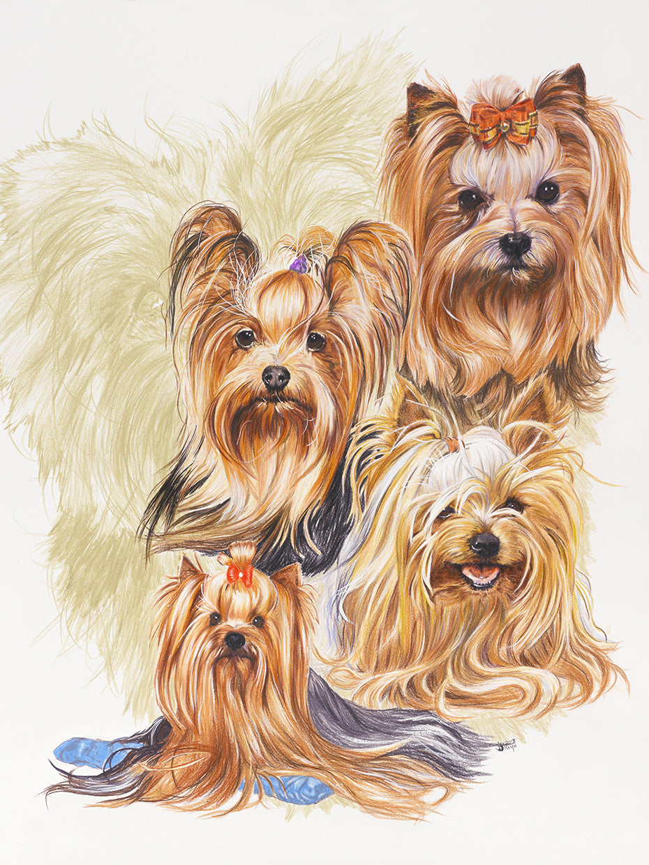 Yorkshire Terrier