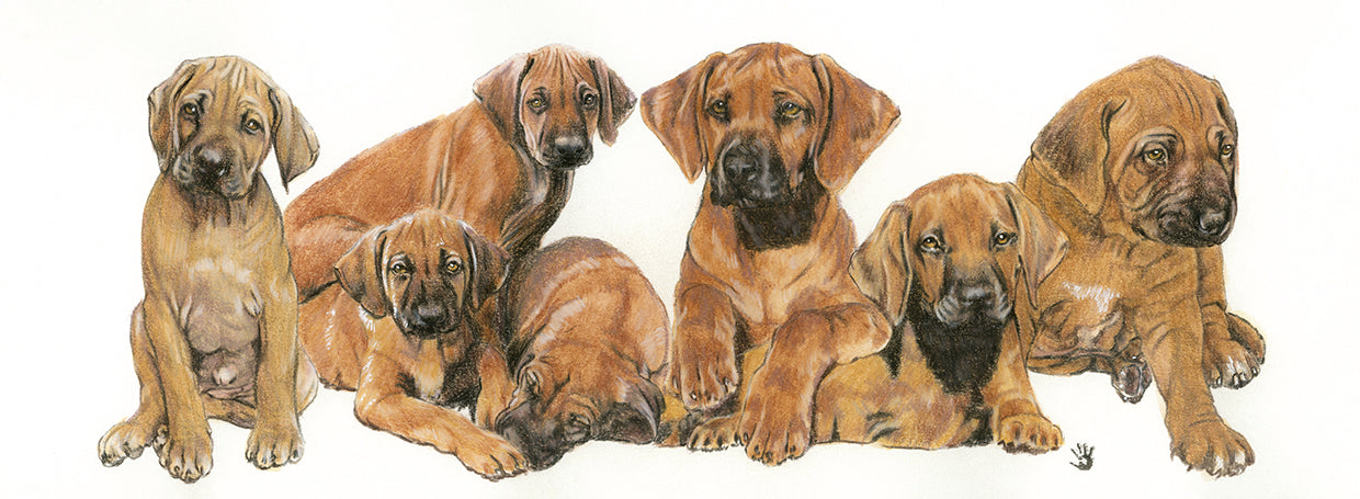 Rhodisian Ridgeback Puppies