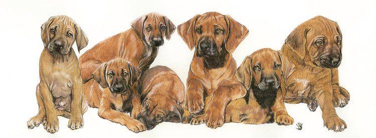 Rhodisian Ridgeback Puppies