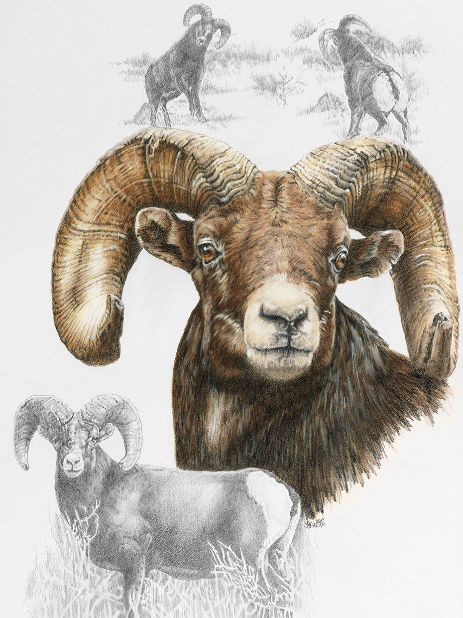 Big Horn Sheep