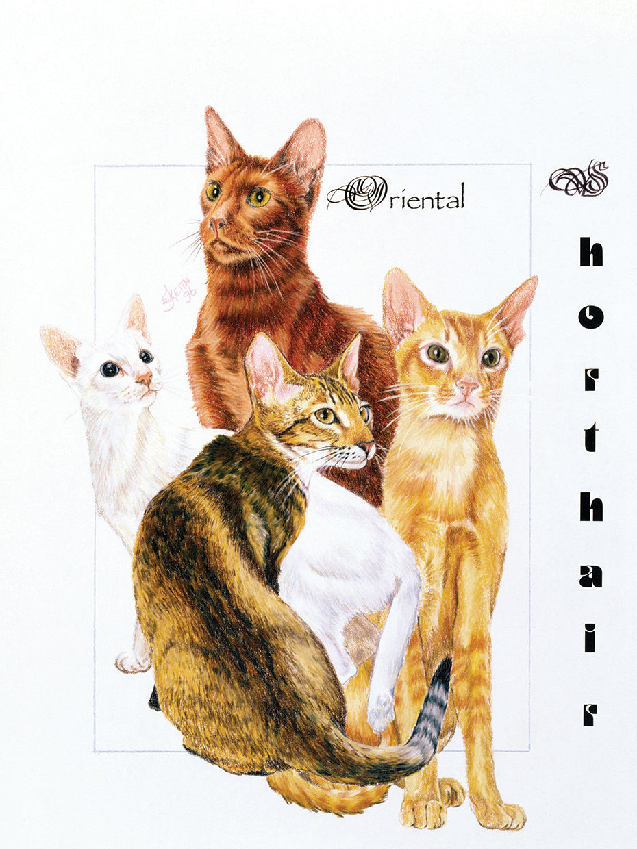 Oriental Shorthair