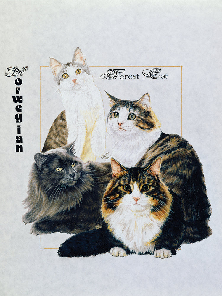 Norwegin Forest Cat
