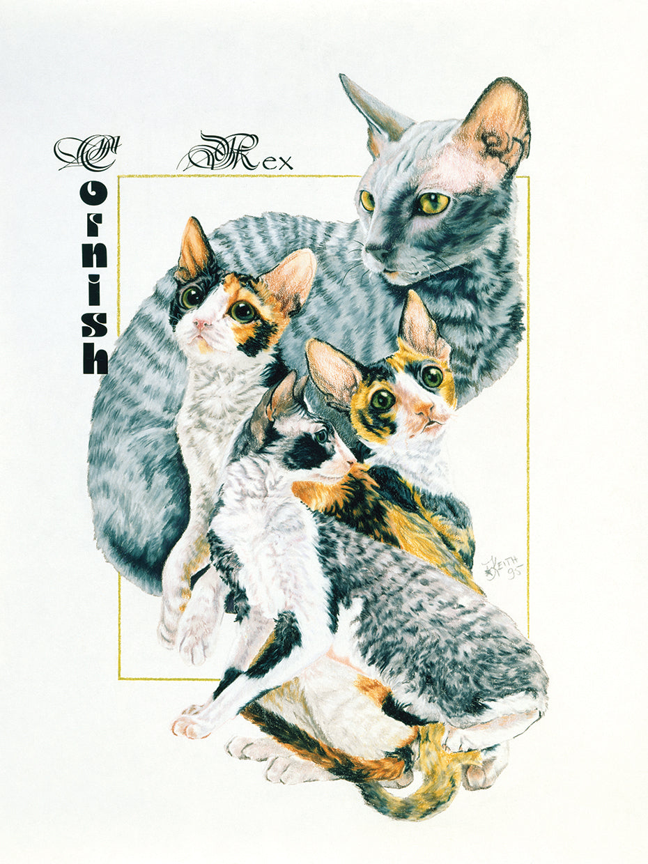 Cornish Rex