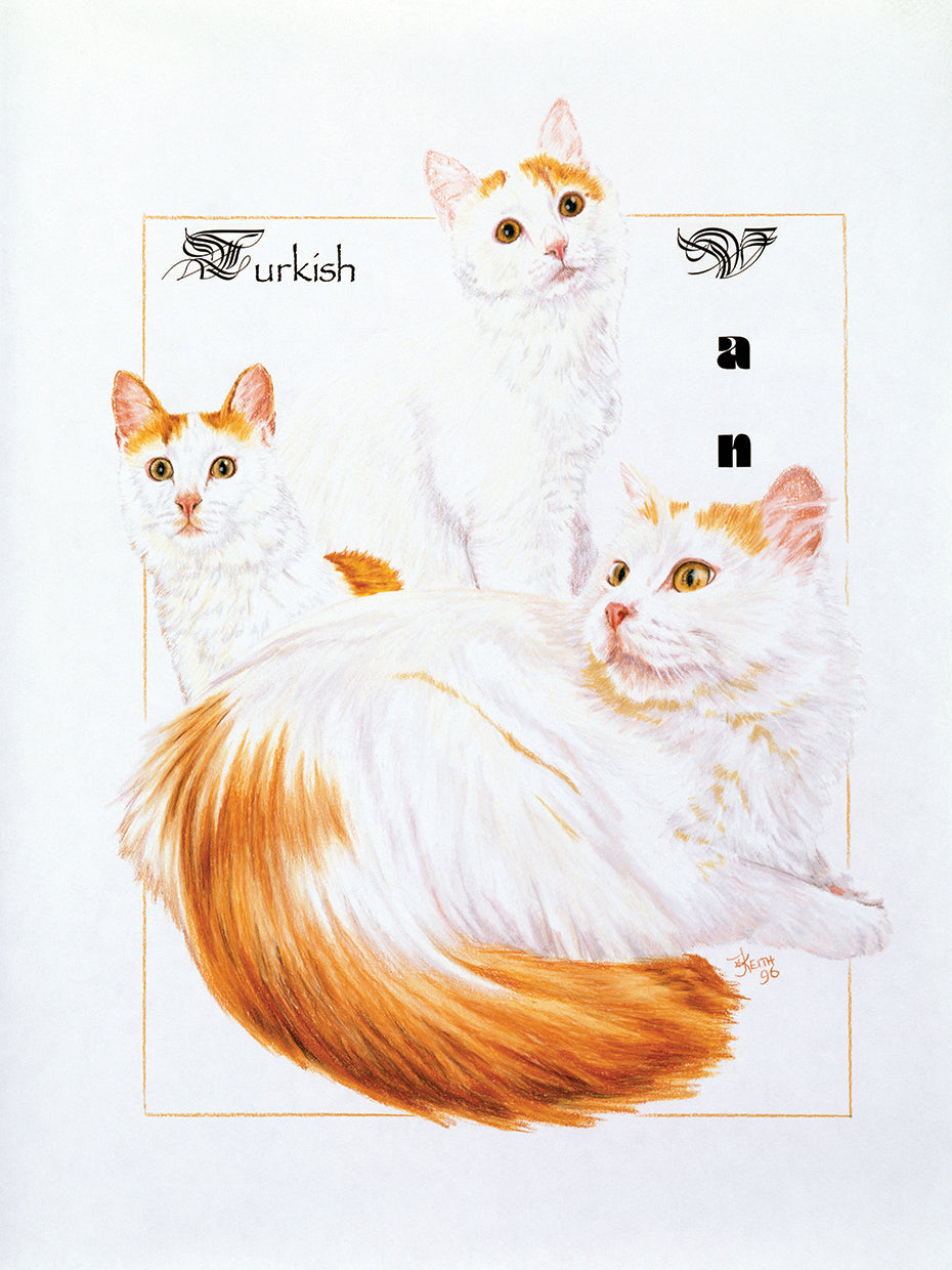 Turkish Van