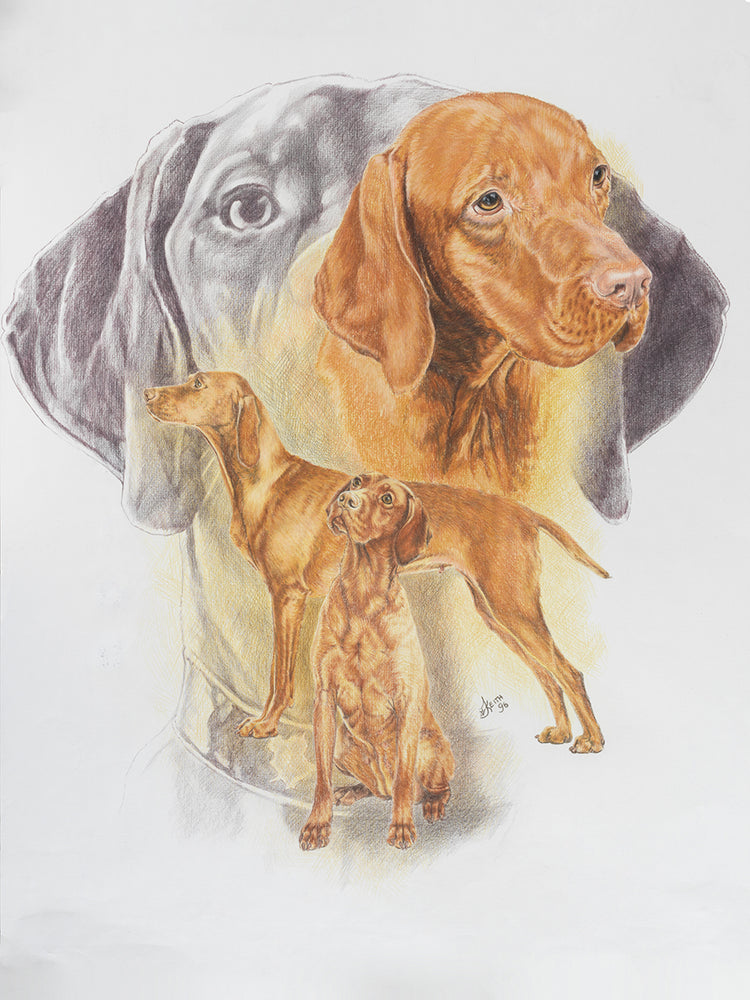 Hungarian Vizsla
