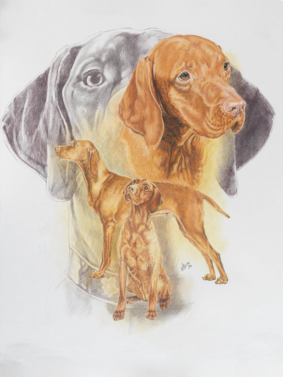 Hungarian Vizsla