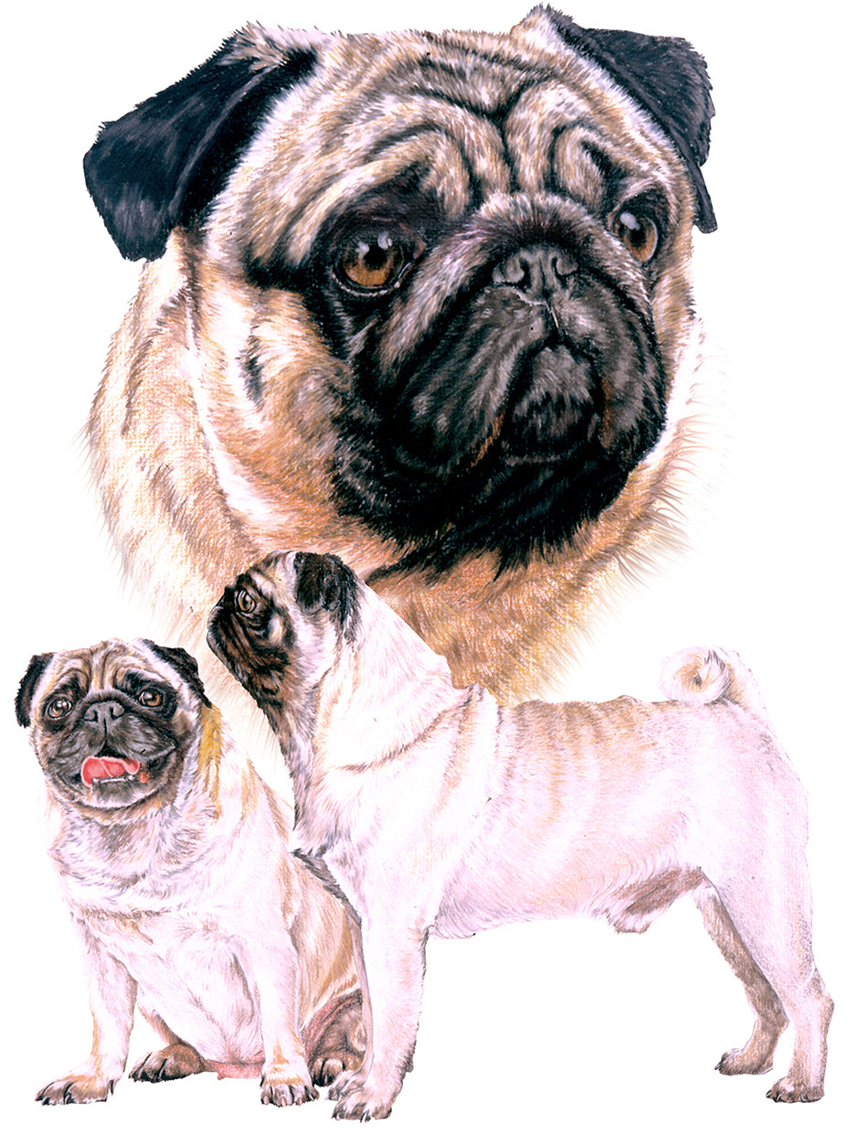 Pug