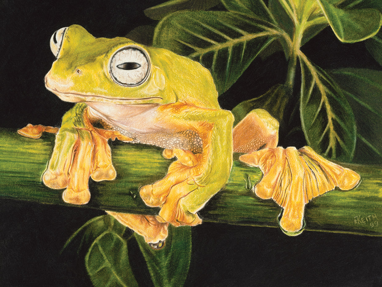 Musky Flying Frog