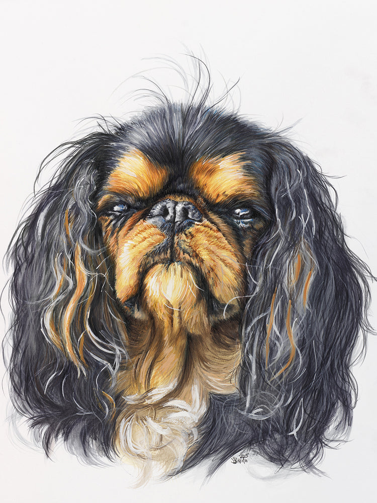 King Charles Spaniel