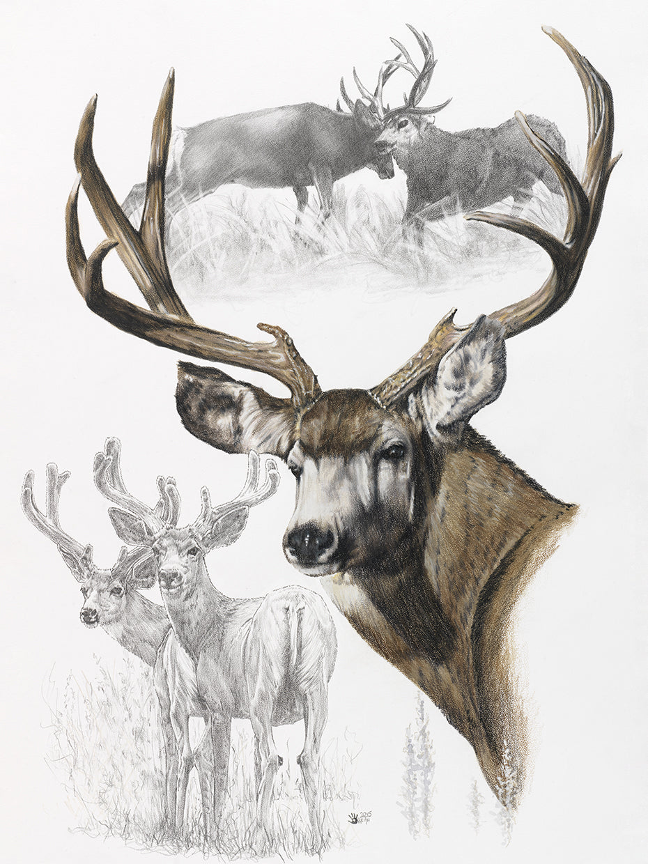 Mule Deer