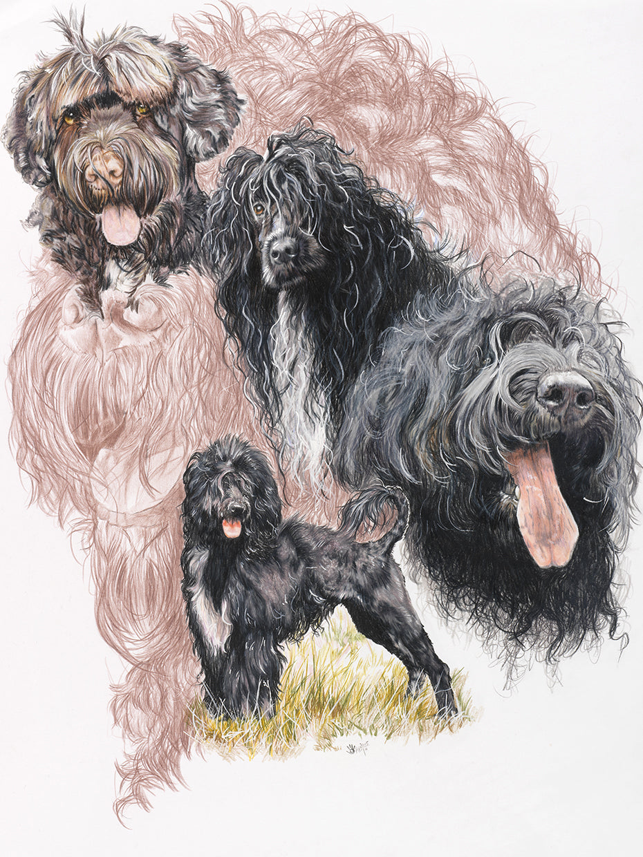 Portuguese Water Dog