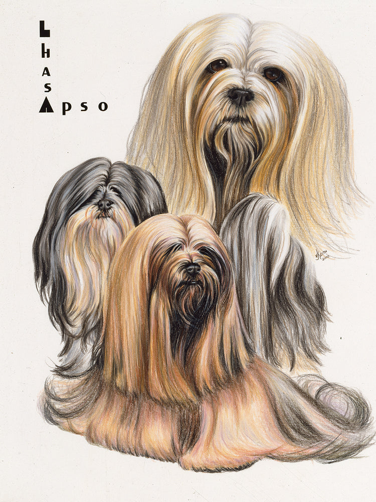 Lhasa Apso