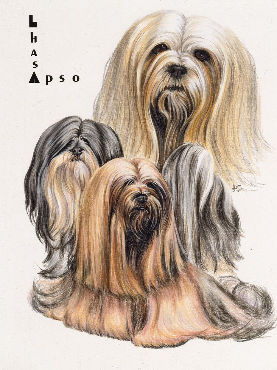 Lhasa Apso