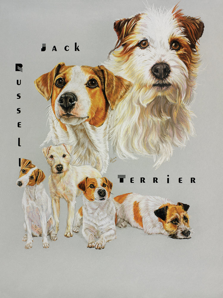 Jack Russell Terrier