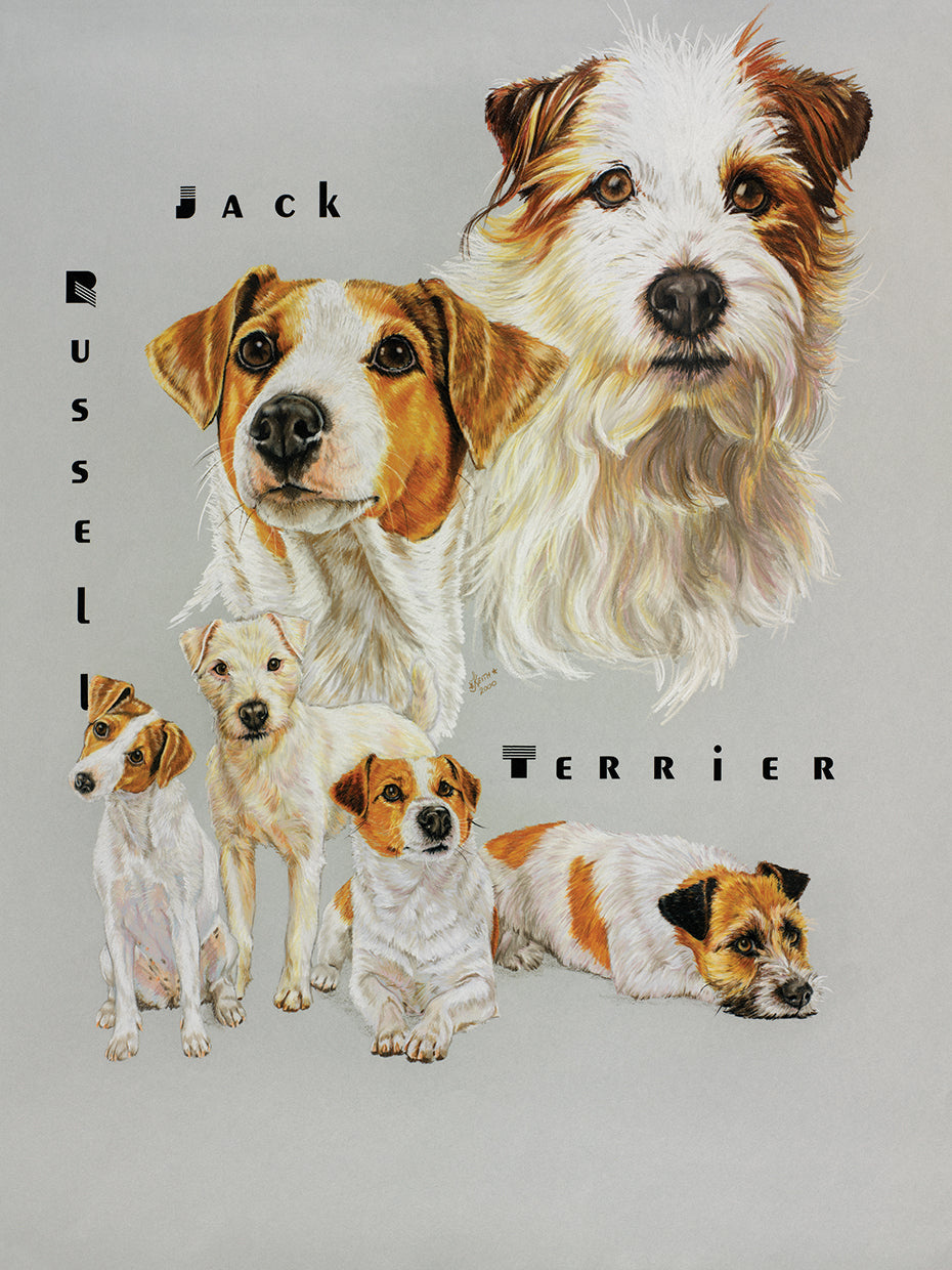 Jack Russell Terrier