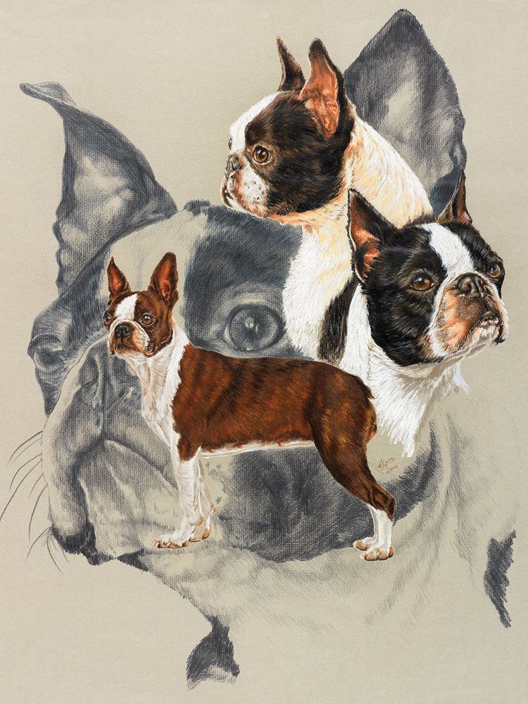 Boston Terrier