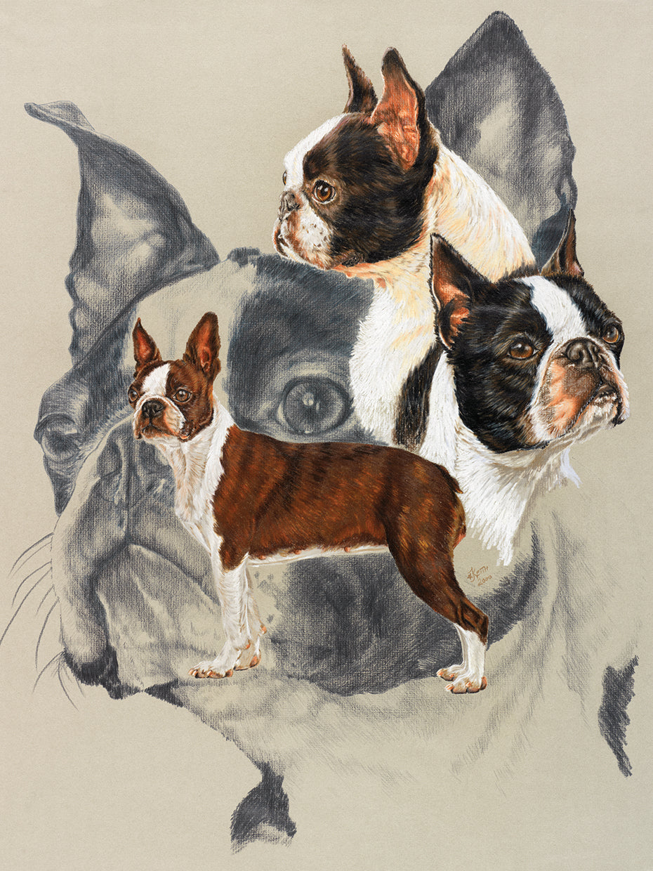 Boston Terrier