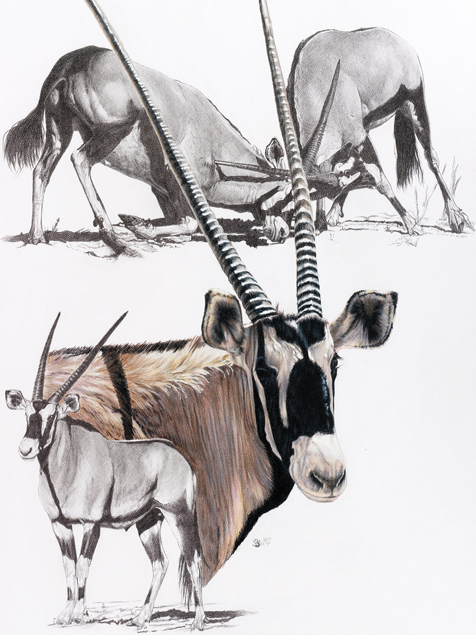 Gemsbok