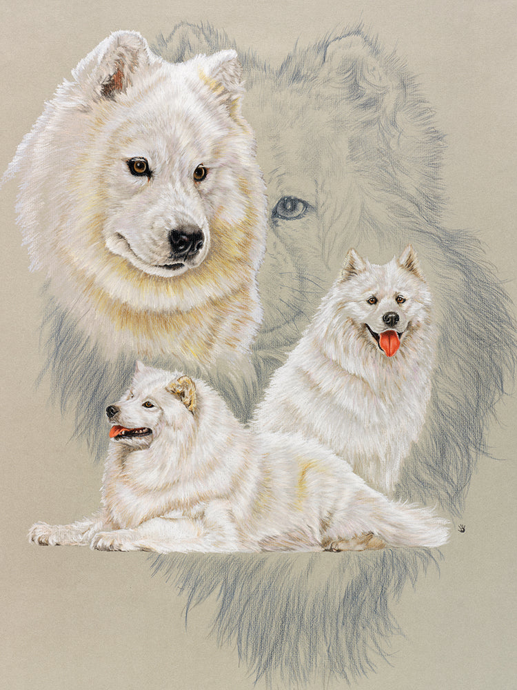 Samoyed