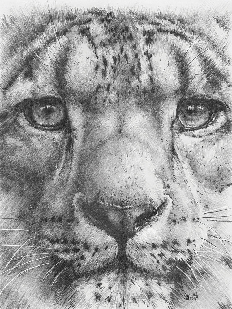 Up Close Snow Leopard