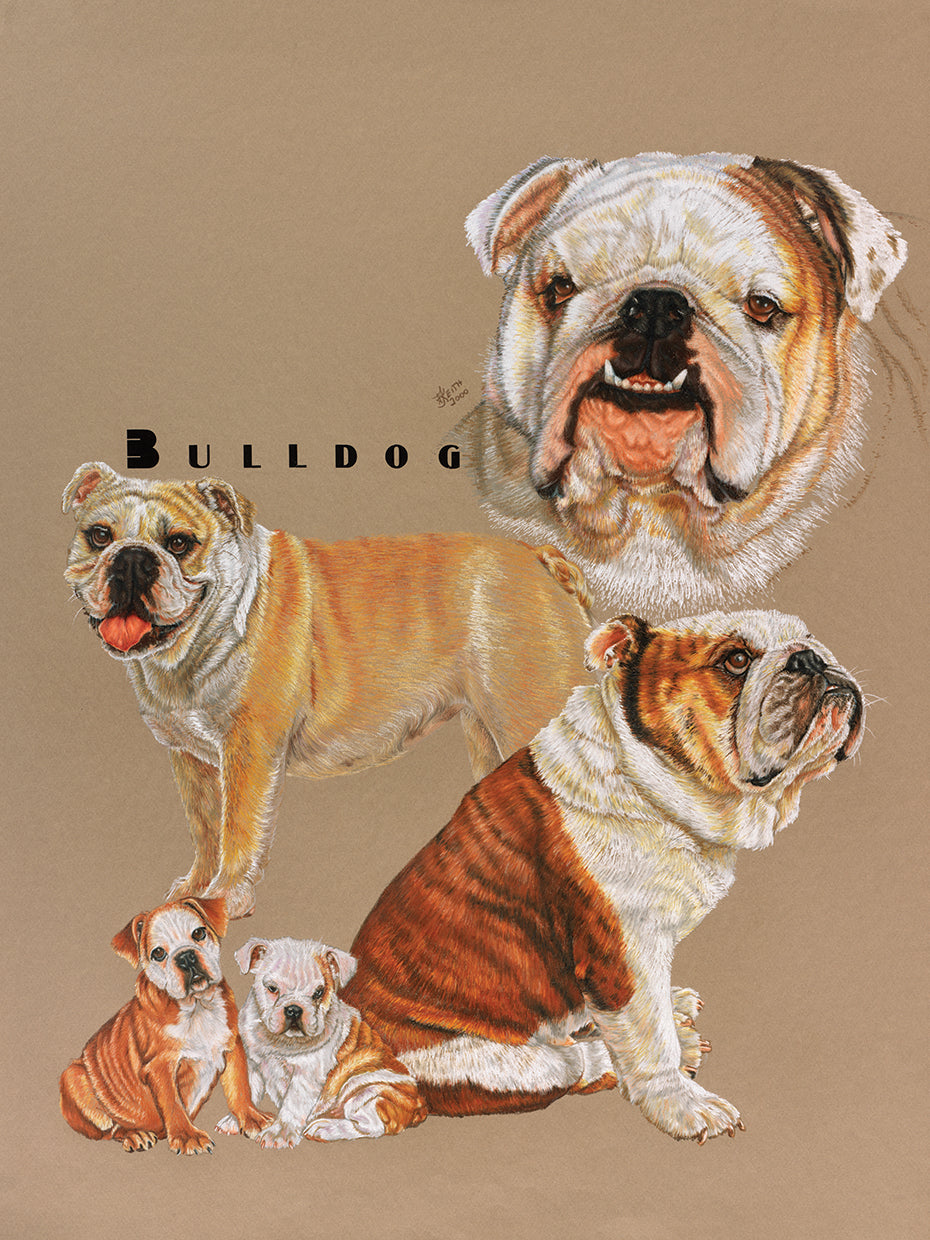 Bulldog