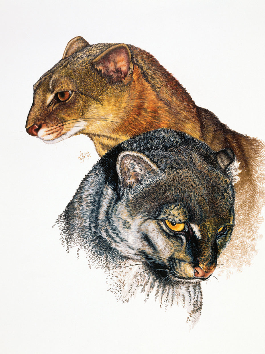 Jaguarundi