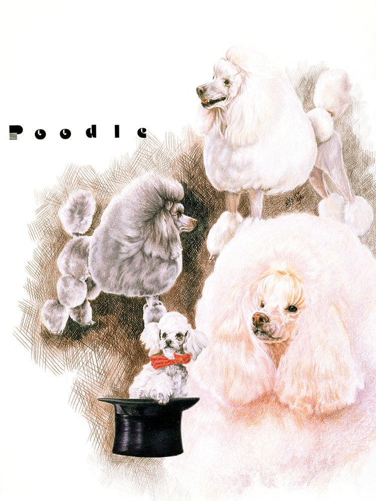 Poodle 2