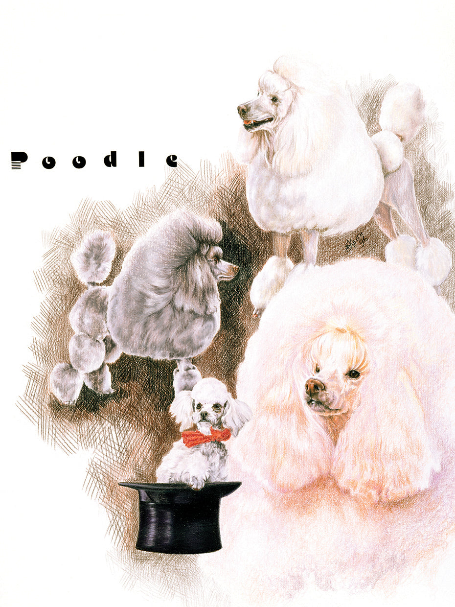 Poodle 2