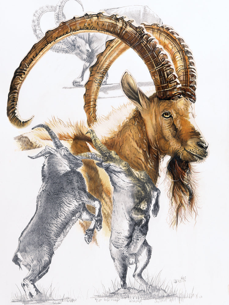 Ibex