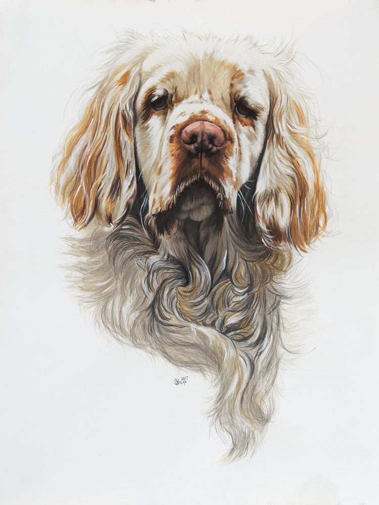 Clumber Spaniel