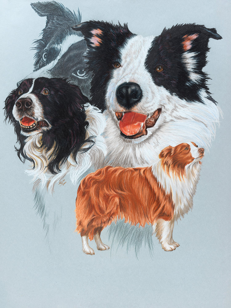 Boarder Collie