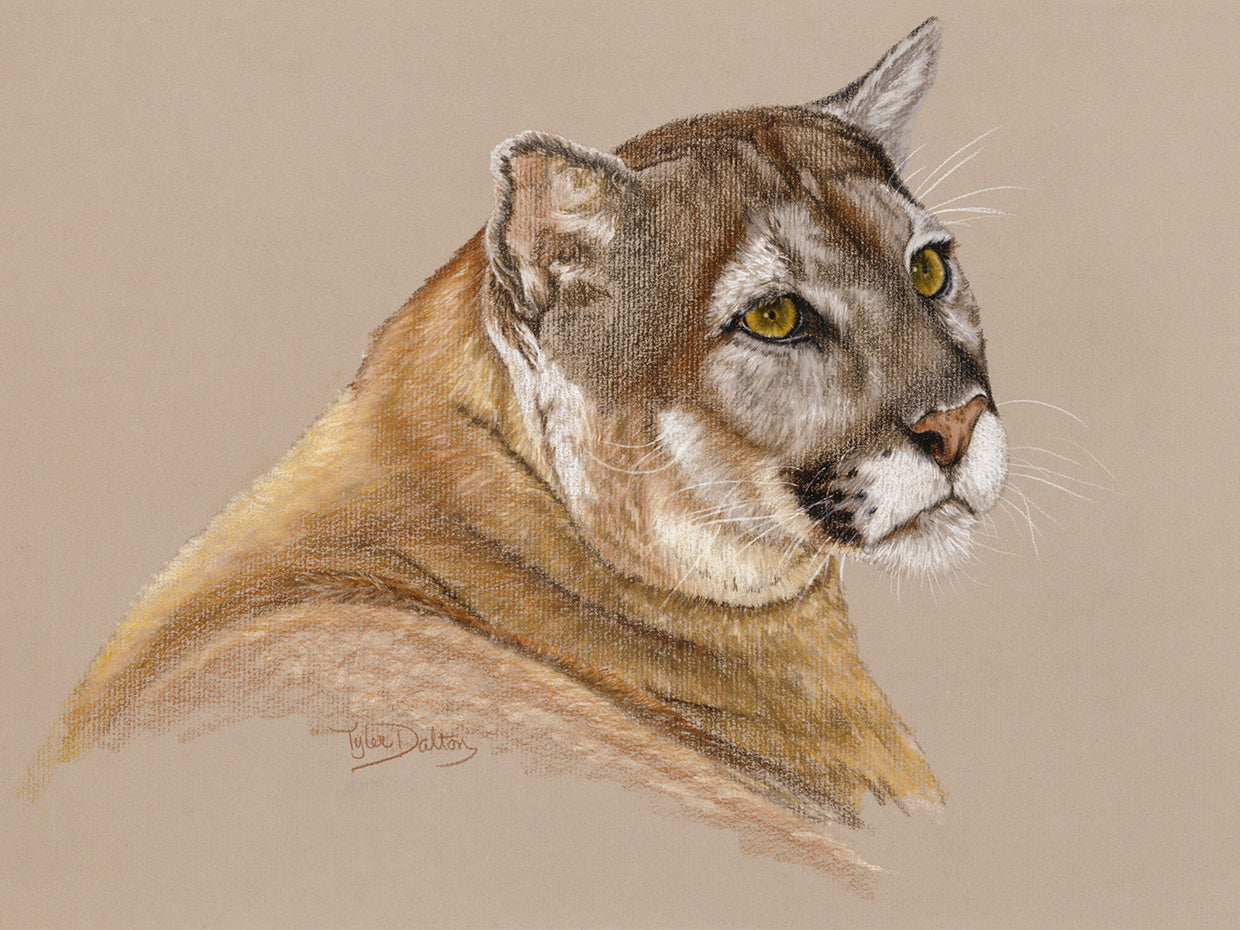 Cougar