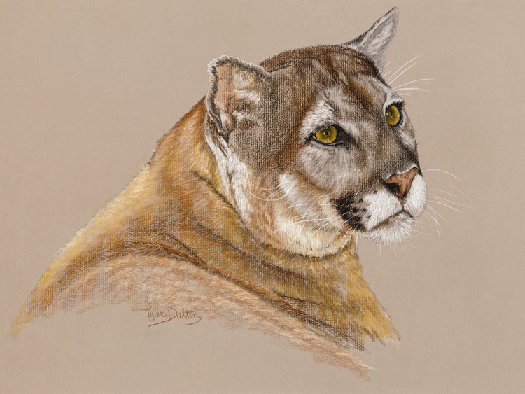 Cougar