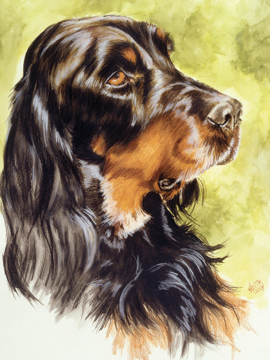 Gordon Setter