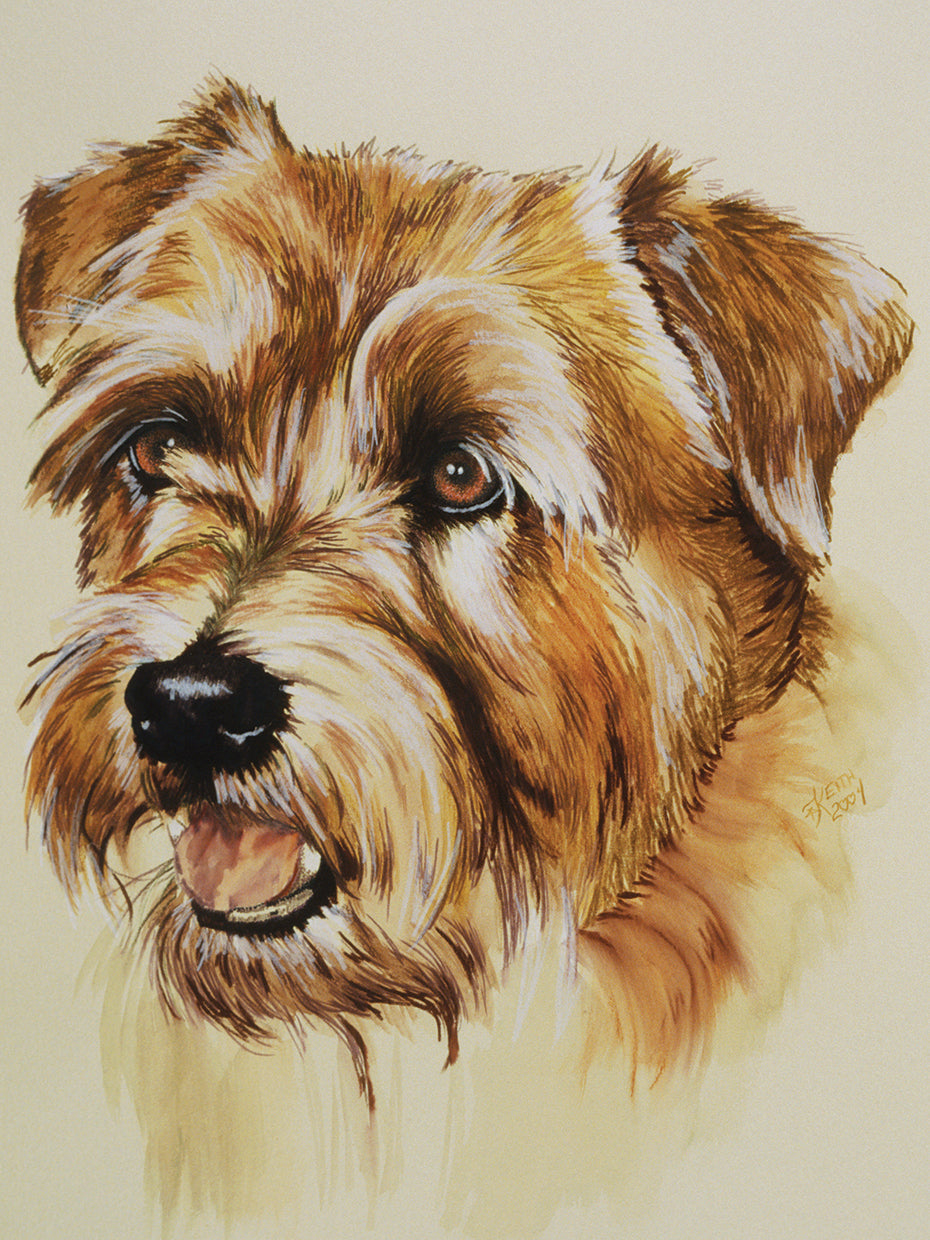 Norfolk Terrier