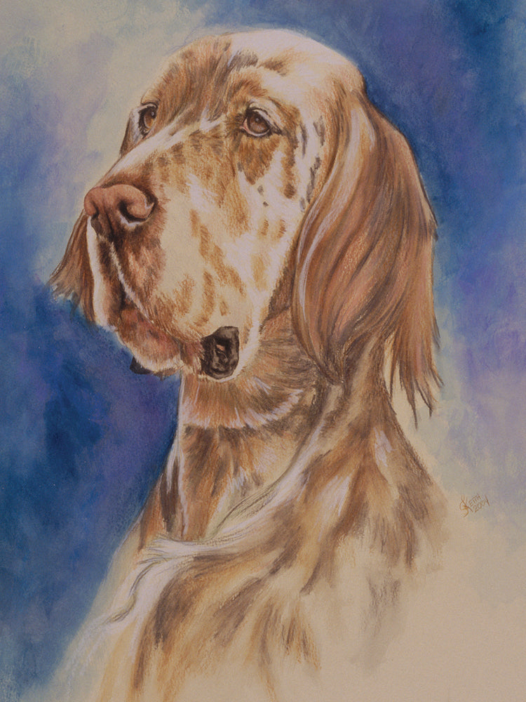 English Setter