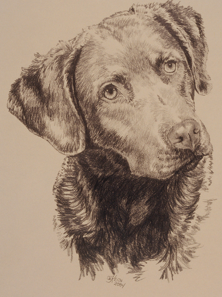 Chessapeake Bay Retriever