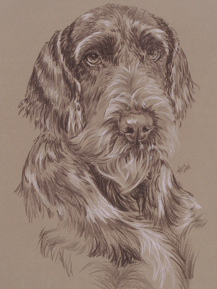 German Wirehaired Pointer