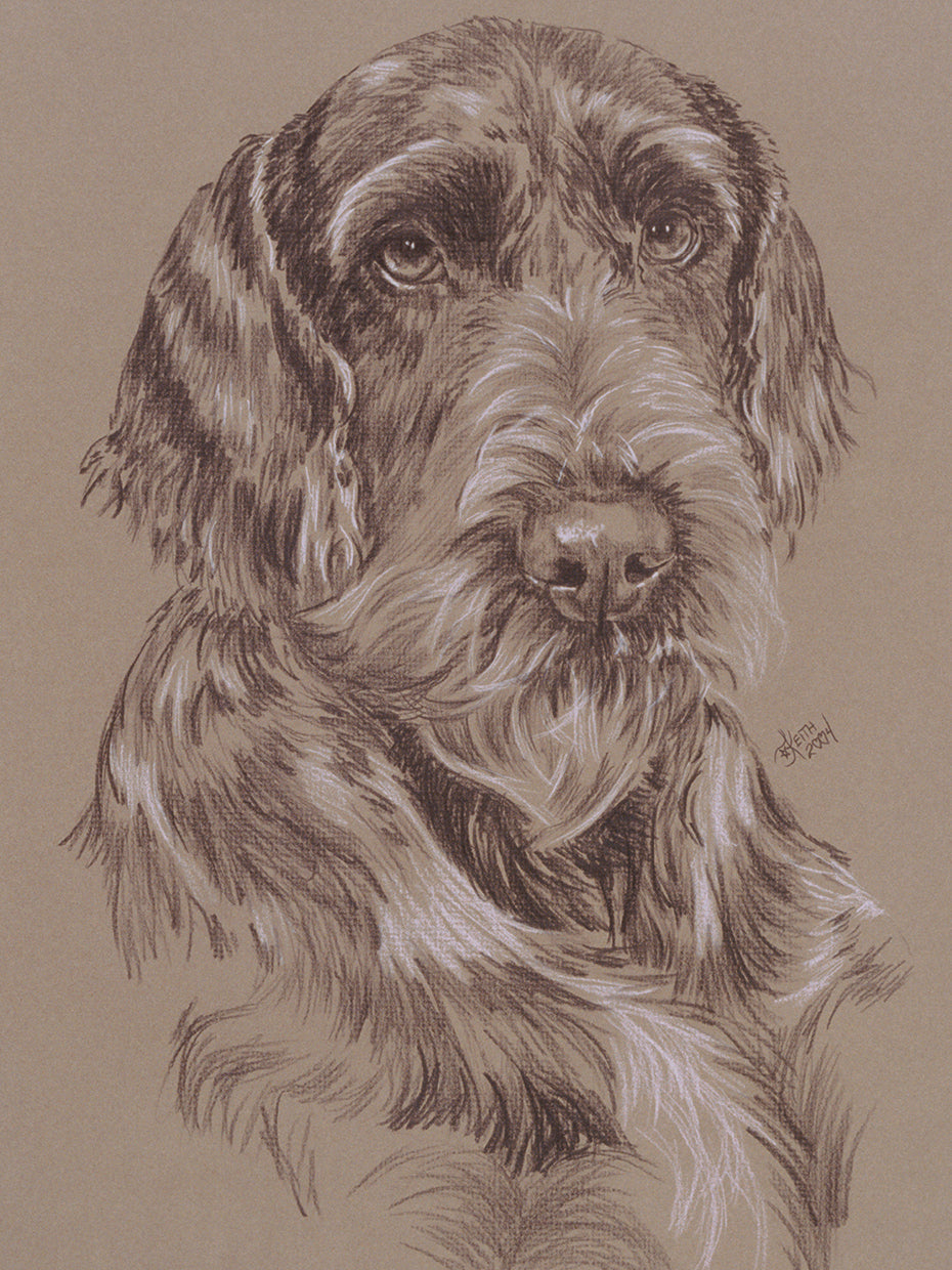 German Wirehaired Pointer