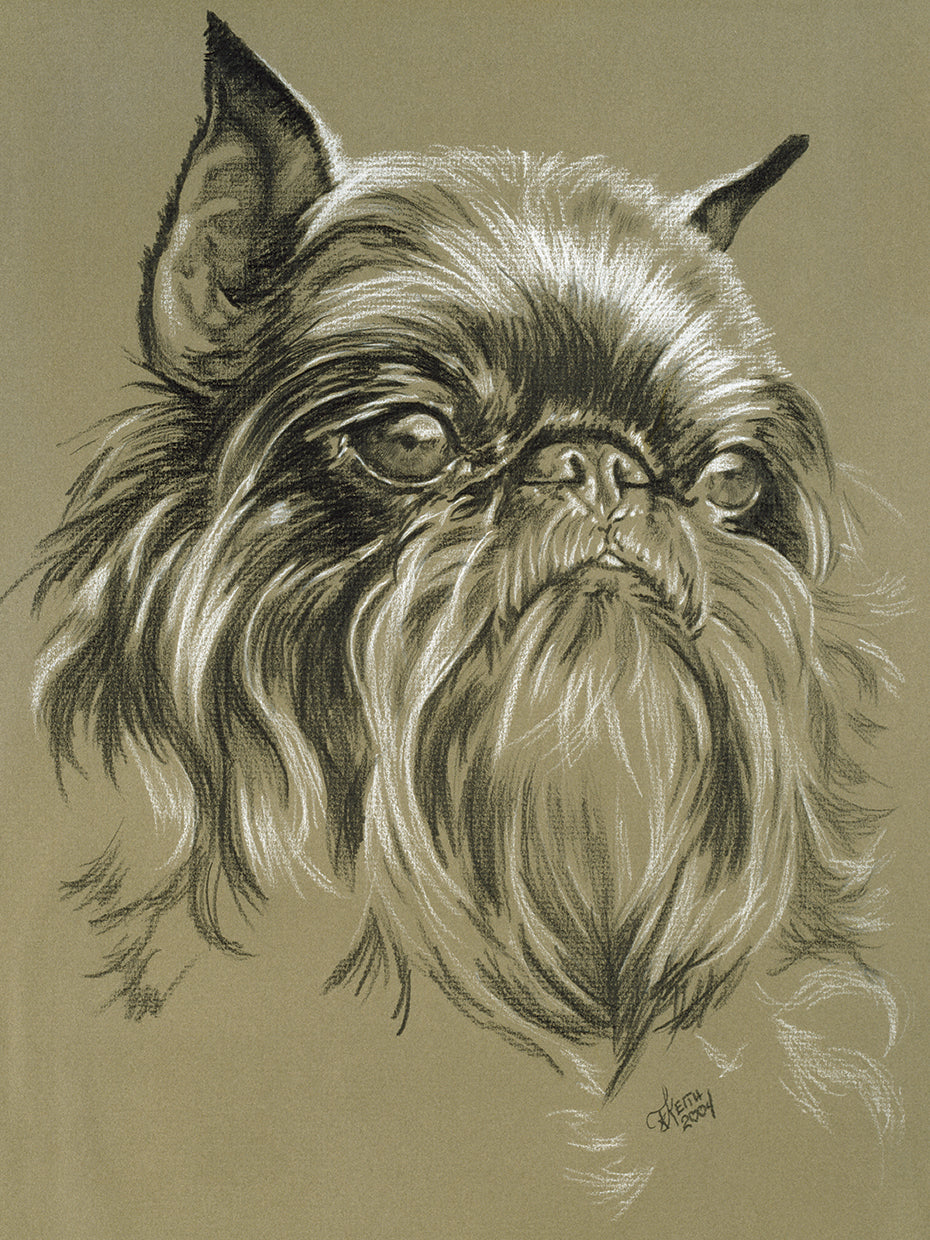 Belgian Griffon