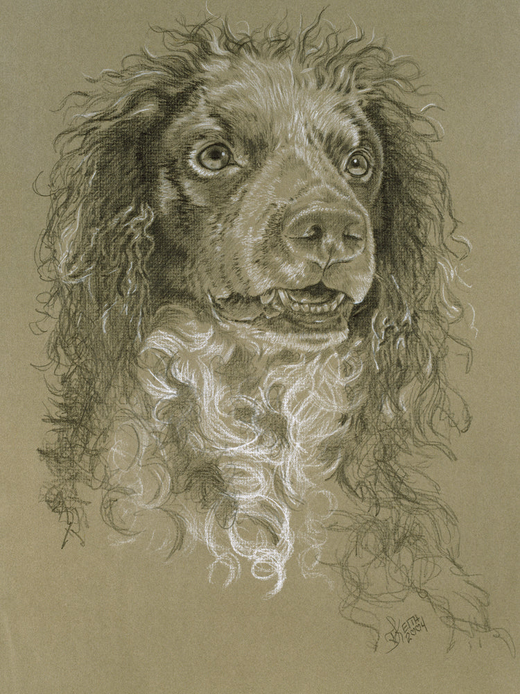 Point-Audemer Spaniel