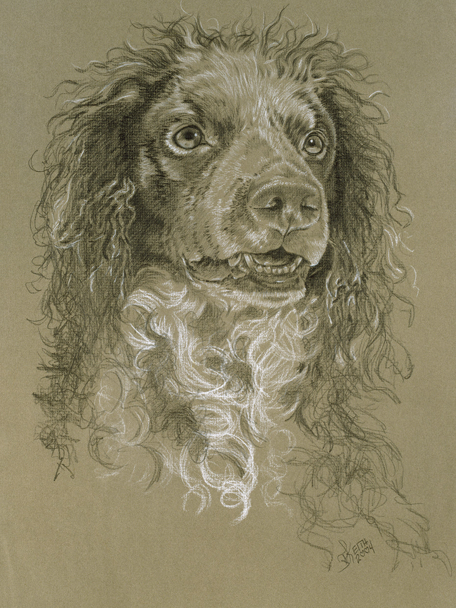 Point-Audemer Spaniel